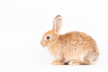 Adorable Pet Rabbit, Cute Fluffy, White Mammal with Large Ears on Background, Showcasing Its Small, Furry, Domestic Nature, Perfect for Easter Celebrations and Farm Enthusiasts