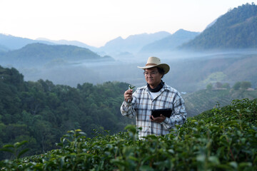 The owner of a world-class tea plantation inspects the quality and growth of tea leaves on his...