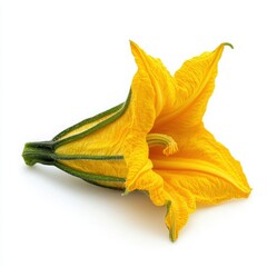 Fototapeta premium Vibrant Yellow Squash Blossom Close up on White Background