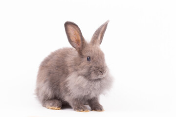 Adorable Pet Rabbit, Cute Fluffy, White Mammal with Large Ears on Background, Showcasing Its Small, Furry, Domestic Nature, Perfect for Easter Celebrations and Farm Enthusiasts