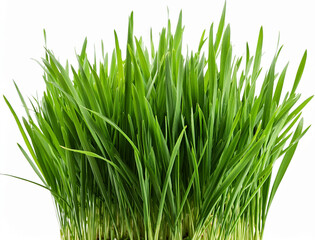 Fototapeta premium fresh green grass isolated on white background. close up