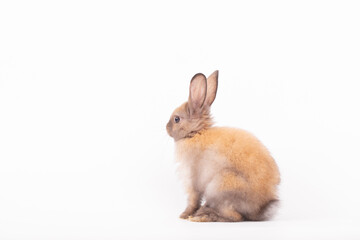 Adorable Pet Rabbit, Cute Fluffy, White Mammal with Large Ears on Background, Showcasing Its Small, Furry, Domestic Nature, Perfect for Easter Celebrations and Farm Enthusiasts