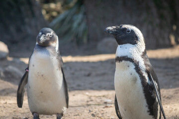 Obraz premium Chick and adult African penguins next to each other