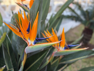 Beautiful blooming exotic Strelitzia reginae bird of paradise flower close up