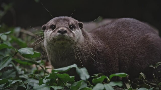 Loutre mammif&egrave;re