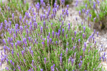 Fototapeta premium field of lavender