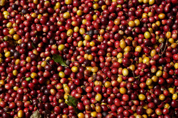 Fresh red coffee beans waiting for the production process to be dried and roasted.