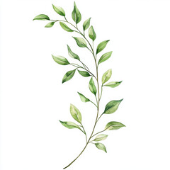 thin willow branch with flowing green leaves, showcasing natural beauty and elegance. Perfect for botanical designs and nature inspired themes