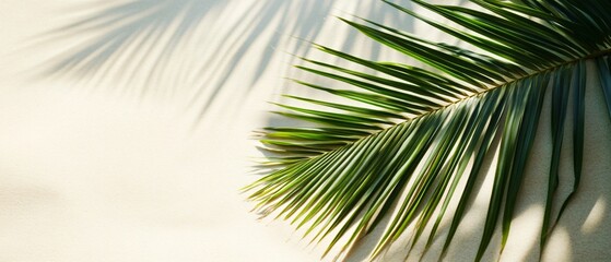 Fototapeta premium Green Palm Leaf and Shadows on Beach Texture
