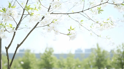 Fototapeta premium Spring Cherry Blossoms in Park