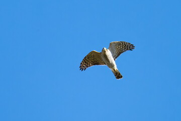 Fliegender Sperber im Herbst in Schweden