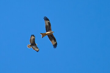 Rotmilan (Milvus milvus) und Mäusebussard ( Buteo Buteo ) bei der Jagd
