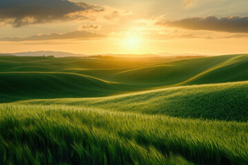 Obraz premium green wheat field with sun background