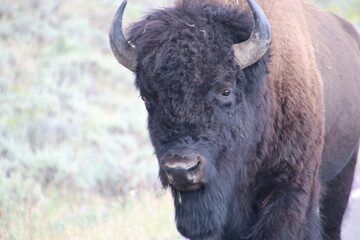 Big buffalo in Yellowstone national park