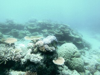 Coral heads bleaching on the Great Barrier Reef in Australia