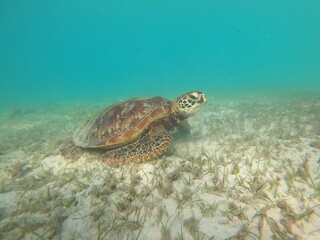 Green Sea Turtle laying on the sea grass