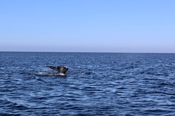 Fototapeta premium gray whale tail in mexico