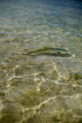 Bone Fish swimming in shallow water