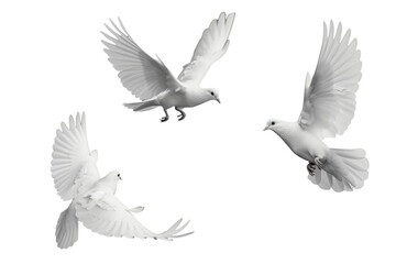 white doves isolated on white