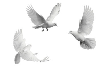 white doves isolated on white