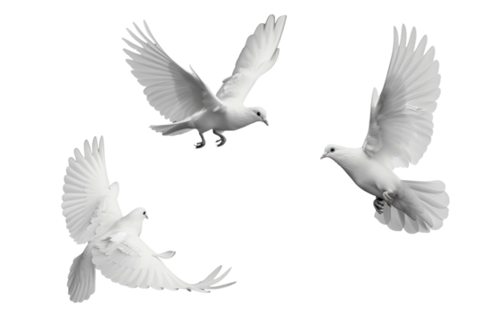 white doves isolated on white