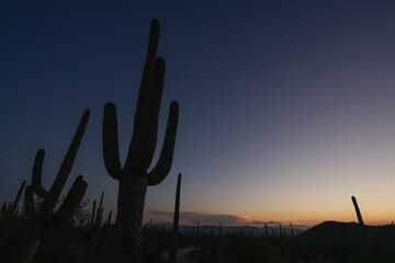 A saguaro cactus at sunset, in the desert of Arizona.