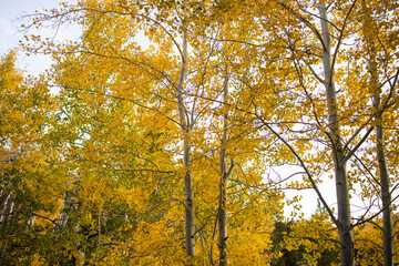 Aspen Trees with gold leaves in the fall