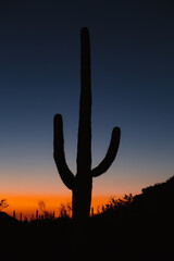 A saguaro cactus at sunset, in the desert of Arizona.