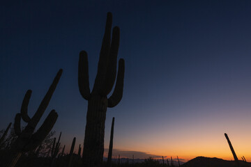 A saguaro cactus at sunset, in the desert of Arizona.