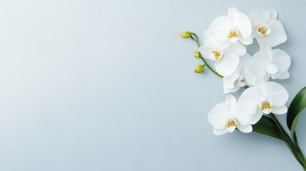 Obraz premium A close-up of elegant white orchids resting against a soft blue background, This serene image is perfect for floral-themed projects, wedding invitations, or wellness content,