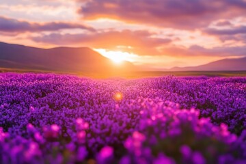 Obraz premium A tranquil sunset illuminating colorful flower fields, inspiring serenity and appreciation among nature enthusiasts and photography aficionados