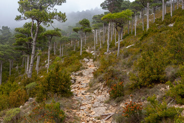 Path or path uphill with stones between tall, separated pine forest