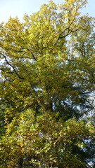 Majestic Tree Canopy