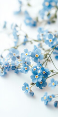 Close up of delicate blue forget me not flowers on a soft white background