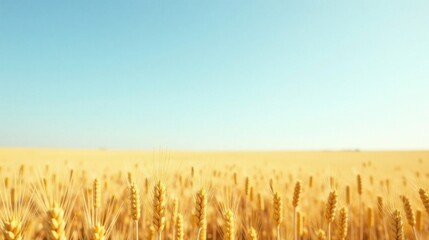 Golden Wheat Field Under a Clear Summer Sky, a Serene Landscape of Agriculture and Nature's Bounty