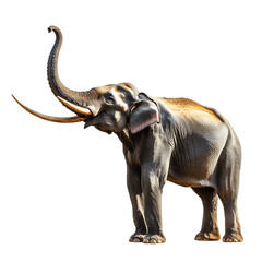 Majestic elephant in profile, lifting trunk