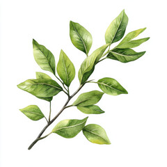 Fototapeta premium Delicate green leaves on branch, showcasing natural beauty and elegance. This hand painted illustration captures essence of nature, perfect for various design projects