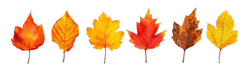 Fototapeta premium Collection of Autumn Leaves in Various Shades on transparent background
