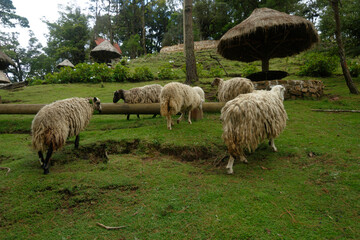 Obraz premium sheep in a field