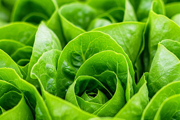 Superfood Greens for a Healthier Lifestyle,Fresh Green Leafy Vegetables for Healthy Living