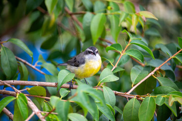 Passarinho Cambacica