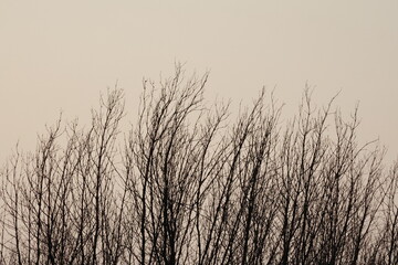 Bottom up view of dry branches of tree in sky is gray. Branched tree with many branches and leafless. Silhouette of dead tree, branches in autumn. Leaf less tree with dull grey backdrop. Leafless Tree