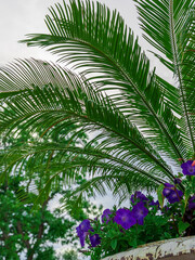 Palm tree with a purple flower in a pot