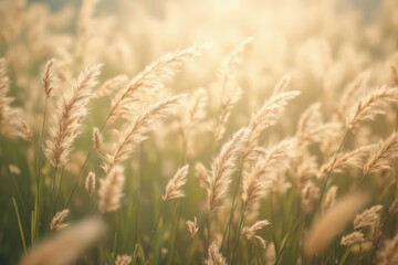 Fototapeta premium a field of tall grass with the sun shining through