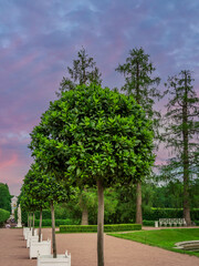 Row of trees with a bench in front of them
