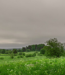 Field of grass with a few trees in the background