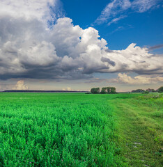 Obraz premium Field of green grass with a cloudy sky in the background