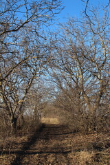A path with trees on either side