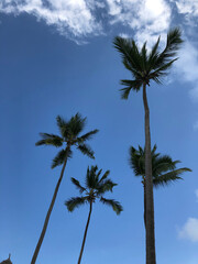 Fototapeta premium Palm trees on the shore of the Pacific Ocean on a sunny warm day