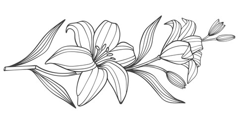 Sketch Floral Botany Collection. flower drawings. Black and white with line art on white backgrounds. Hand Drawn Botanical Illustrations. Vector eps
